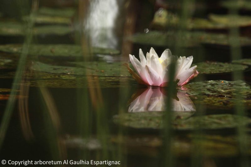 nénuphar