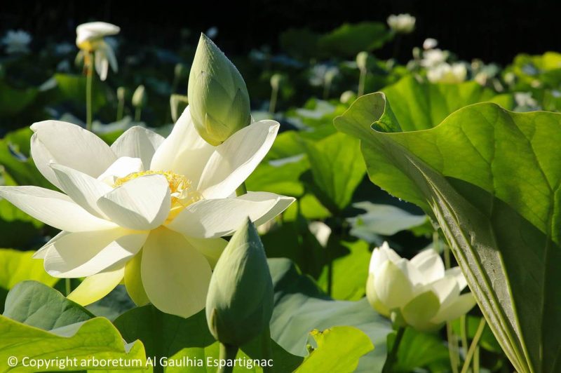 lotus