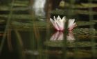 nénuphar